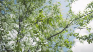 Baharda beyaz çiçeklerle açan yabanmersini ağacı. Yavaş çekim. 