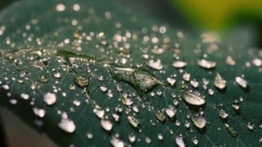 Yeşil yaprak yağmur damlalarıyla kaplı. Yavaş çekim, makro çekim. 