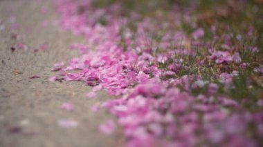 Yerde kiraz ağacı yaprakları var. Yavaş çekim. 