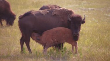 Waterton Lakes Ulusal Parkı yakınlarındaki vahşi doğada annesinden beslenen genç bir bizon.. 
