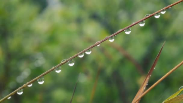 一排排的水滴挂在一根植物手杖上 慢动作 宏观射门 — 图库视频影像
