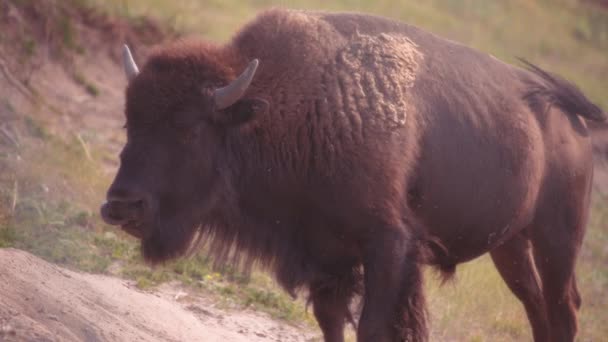 Brown Bison Βόσκηση Στην Άγρια Κοντά Waterton Lakes National Park — Αρχείο Βίντεο