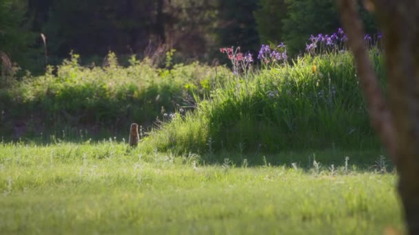 草の中の太陽の光の中に立っているプレーリー犬 スローモーション — ストック動画