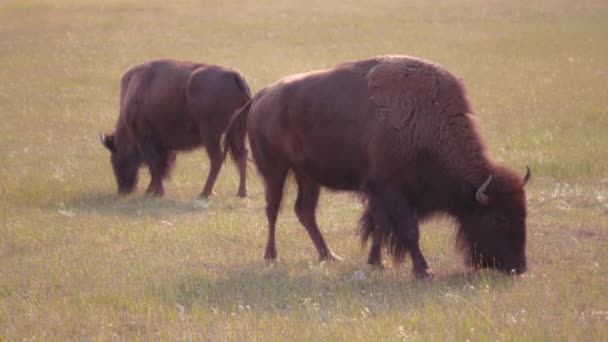 夏天两只棕色的水牛在田野里吃草 加拿大沃特顿湖国家公园 — 图库视频影像