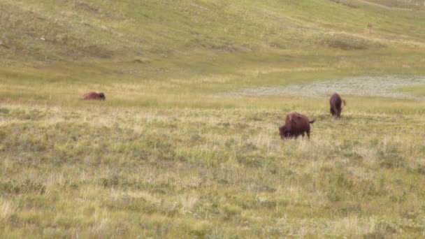 Hjord Vilda Bufflar Betar Gröna Kullar Nära Waterton Lakes National — Stockvideo
