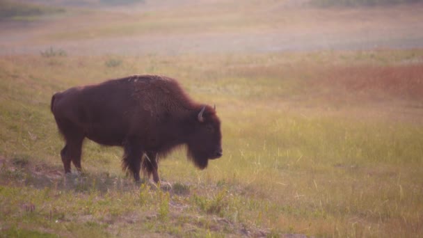 Lone Brown Bison Στο Πεδίο Κοντά Στο Waterton Lakes National — Αρχείο Βίντεο