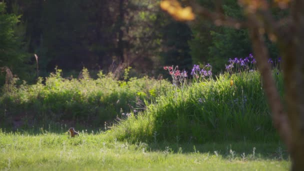 太陽の光の中で花園の隣に立っているプレーリー犬 スローモーション — ストック動画