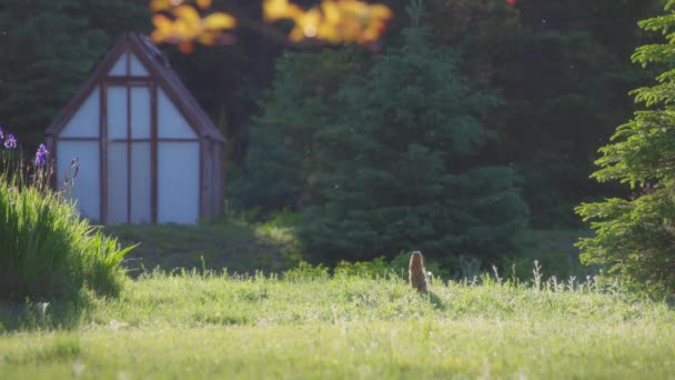 Собака Прері Стоїть Траві Заході Сонця Повільний Рух — стокове відео