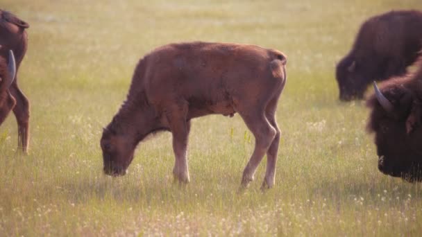 加拿大沃特顿湖国家公园附近的草地上 一只小野牛和它的羊群正在吃草 — 图库视频影像