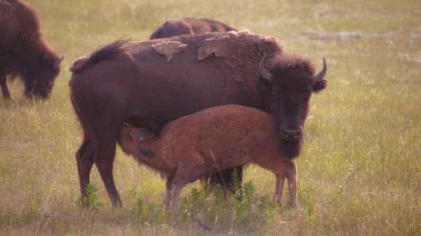在加拿大沃特顿湖国家公园附近的野外 一头年轻的野牛正在以它的母亲为食 — 图库视频影像