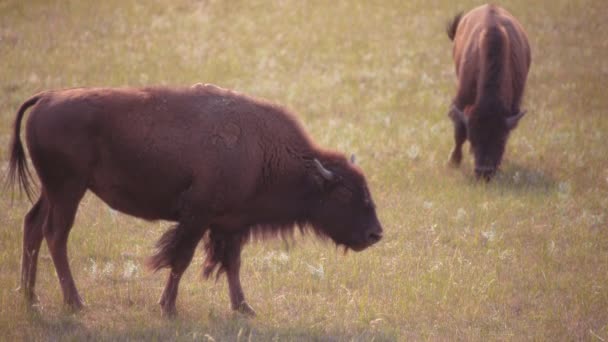 在加拿大沃特顿湖国家公园的草地上放牧的野牛 — 图库视频影像