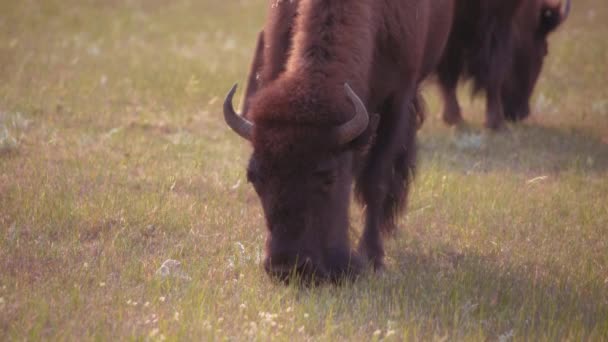 靠近加拿大沃特顿湖国家公园附近一只吃草的棕色水牛 — 图库视频影像