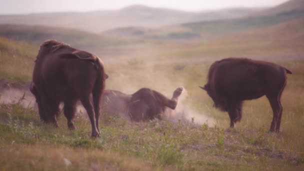 大水牛在加拿大沃特顿湖国家公园附近的泥土里打滚 — 图库视频影像