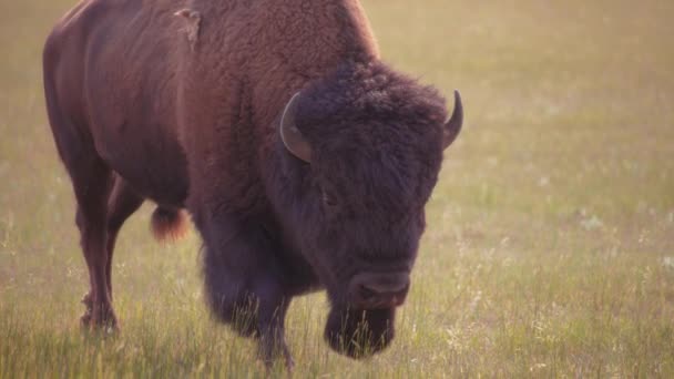 靠近一只在草原上散步的野牛 加拿大沃特顿湖国家公园 — 图库视频影像