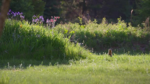 サンセットの花園の隣に立っているプレーリー犬 スローモーション — ストック動画