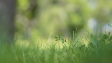 Yazın rüzgarda sallanan yeşil çimenler. Yavaş çekim. 