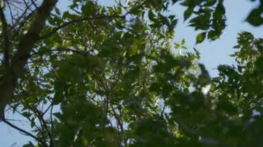 Ağaçlar yazın mavi gökyüzüne karşı rüzgarda esiyor. Yavaş çekim. 