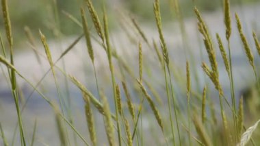 Rüzgarda savrulan yabani otlar. Yavaş çekim. 