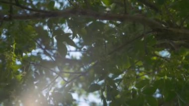 Güneş ağaçların arasından parlıyor ve yazın güneş parlıyor. Yavaş çekim. 