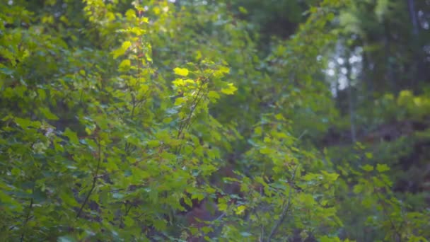 阳光照射在绿叶上 在风中摇曳 慢动作 — 图库视频影像