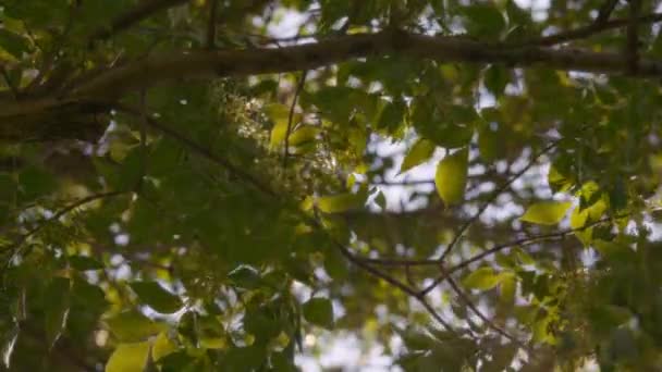 Sluneční Paprsky Svítí Zelenými Listy Při Západu Slunce Zpomalený Pohyb — Stock video
