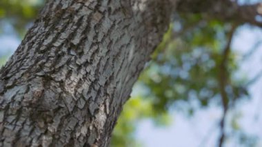 Yazın ağaç gövdesinde güneş parlıyor. Yavaş çekim. 