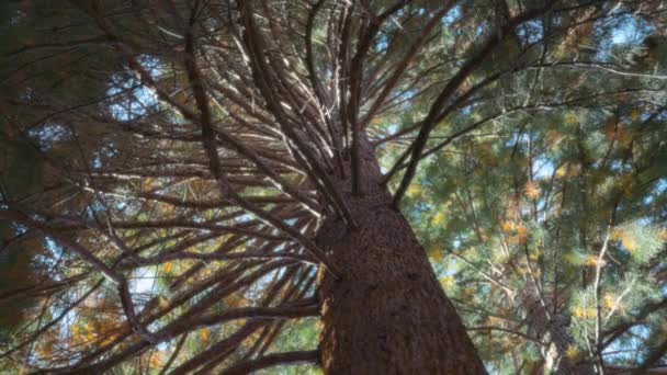 Смотрю Гигантское Дерево Секвойи Солнечный День Медленное Движение — стоковое видео