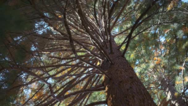 Большой Ствол Дерева Секвойи Ветви Солнечным Светом Медленное Движение — стоковое видео