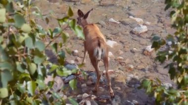 Nehirde yürüyen genç bir geyik. Yavaş çekim. 