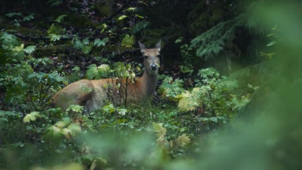 森に横たわる鹿がカメラを見つめている スローモーション — ストック動画