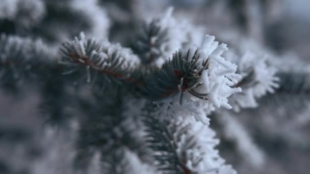 Закрыть Ветви Сосны Покрытые Морозом Холодным Зимним Утром Закройте Замедленная — стоковое видео
