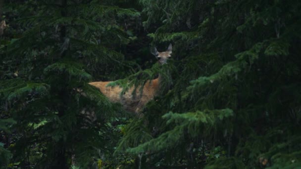 Jeleń Ukrywający Się Między Sosnami Gęstym Lesie Zwolniony Ruch — Wideo stockowe