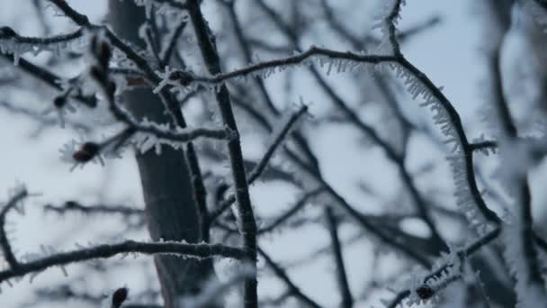 Neve Que Cai Geada Cobriu Ramos Árvore Inverno Fecha Câmara — Vídeo de Stock