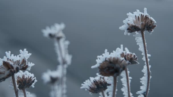 Сушеные Растения Покрытые Утренним Морозом Зимой Закройте Замедленная Съемка — стоковое видео