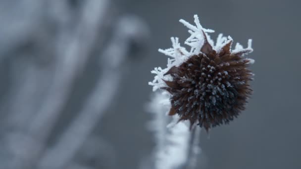 Сухой Цветок Покрытый Утренним Зимним Морозом Закройте Замедленная Съемка — стоковое видео