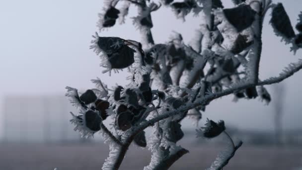 Деревянная Ветвь Сушеными Листьями Покрытыми Морозом Зимним Утром Закройте Замедленная — стоковое видео