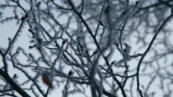 Ośnieżone Gałęzie Drzew Godzinach Porannych Zamarzają Zimą Zamknij Się Zwolnij — Wideo stockowe