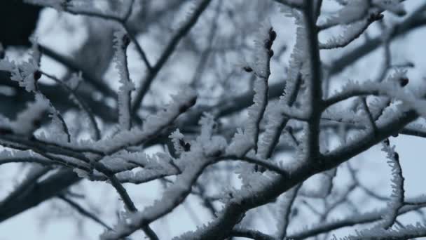 Zbliżenie Pokryte Śniegiem Gałęzie Drzew Godzinach Porannych Zamarzania Zamknij Się — Wideo stockowe