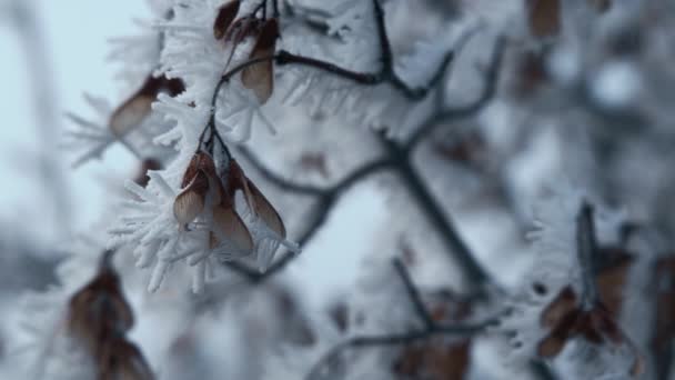 Rano Mróz Pokrywający Suszone Rośliny Mroźny Zimowy Poranek Zamknij Się — Wideo stockowe
