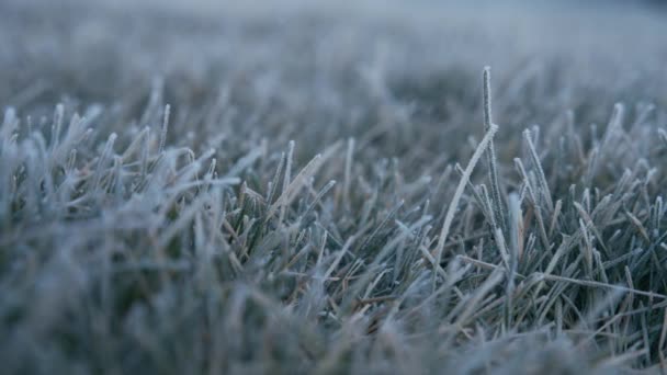 Frost Covered Grass Freezing Weather Winter Close Slow Motion — Stock Video