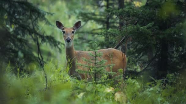 雨の松の森で放牧する美しい鹿 スローモーション — ストック動画