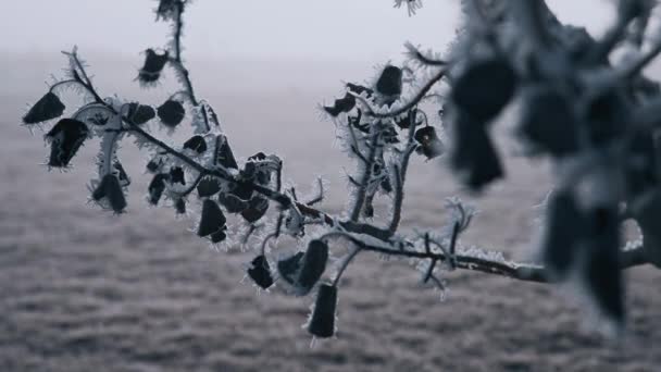 Gałąź Drzewna Suszonymi Liśćmi Pokryta Porannym Mrozem Zimie Zamknij Się — Wideo stockowe