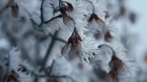 Suszone Rośliny Gałęzie Drzew Pokryte Śniegiem Mroźny Poranek Zamknij Się — Wideo stockowe