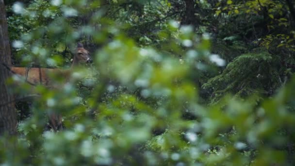 森の木の後ろからカメラを見ている鹿 スローモーション — ストック動画