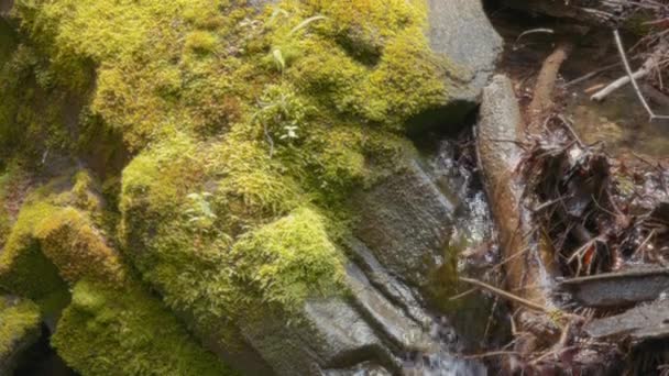Small Creek Flowing Rocks Covered Moss Close Slow Motion — Stock Video