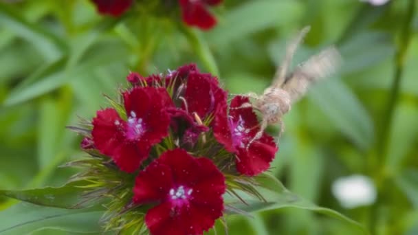 Gros Plan Papillon Nourrissant Une Fleur Géranium Rouge Dans Jardin — Video