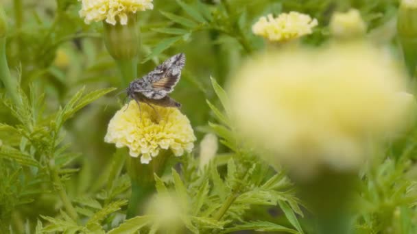 Sarı Kadife Çiçeğiyle Beslenen Güve Kelebeğine Yaklaş Yavaş Çekim — Stok video