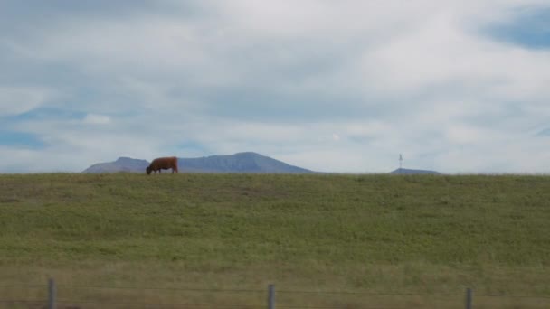 Cow Eating Grass Green Hill View Form Car Window Slow — Stock Video