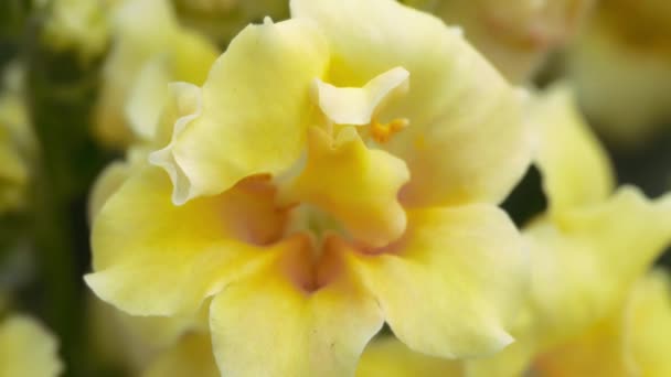 Закройте Цветки Желтой Петунии Цветущие Саду Медленное Движение — стоковое видео