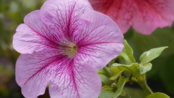 Macro Flores Petunia Rosa Floreciendo Jardín Movimiento Lento — Vídeos de Stock